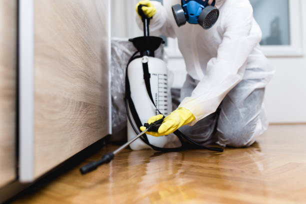 Wasp Removal Services in Belvidere, IL