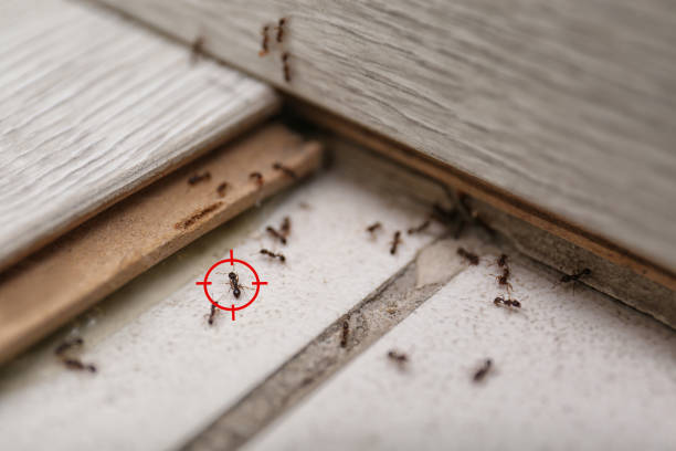 Best Affordable Pest Control Services  in Belvidere, IL