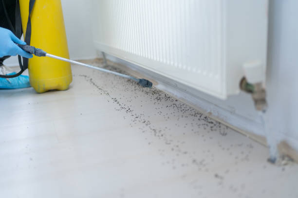 Best Rodent Control Near Me  in Belvidere, IL