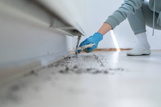 Professional Pest Control in Belvidere, IL